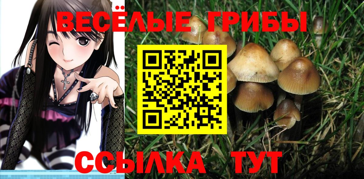 Галлюциногенные грибы Cubensis  Галлюциногенные грибы Psilocybine cubensis  Вход с VPN  Ставрополь 